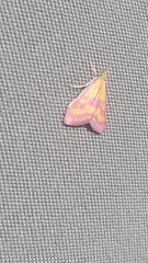 Pyrausta laticlavia
