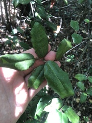 Elaeagnus