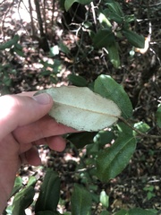 Elaeagnus