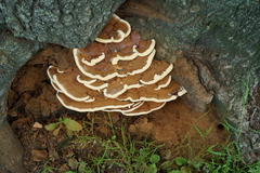 Ganoderma sessile