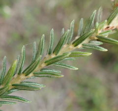 Phylica axillaris axillaris