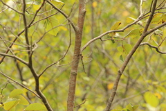 Aeshna canadensis