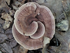 Hydnellum concrescens
