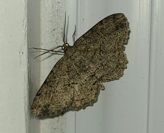 Melanolophia canadaria