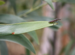 Rhinotia lineata