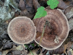 Hydnellum concrescens