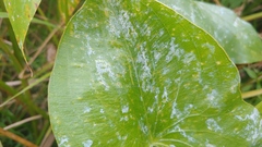 Doassansia sagittariae
