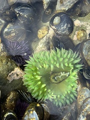 Anthopleura xanthogrammica