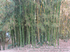 Bambusoideae
