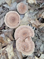 Hydnellum concrescens
