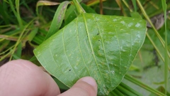 Doassansia sagittariae