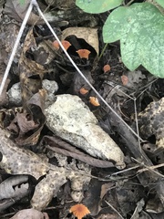 Marasmius fulvoferrugineus