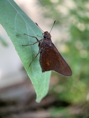 Asbolis capucinus