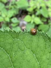 Epilachna tredecimnotata