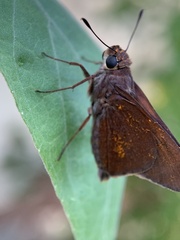 Asbolis capucinus