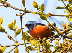 Chlorophonia elegantissima