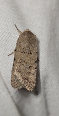 Caradrina clavipalpis