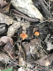 Marasmius fulvoferrugineus