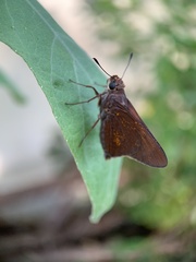 Asbolis capucinus