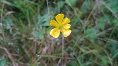 Ranunculus acris