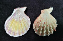 Caribachlamys pellucens