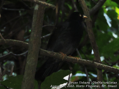Turdus flavipes