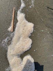 Heterosigma akashiwo