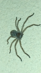 Polybetes rapidus