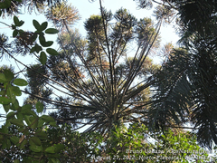 Araucaria angustifolia