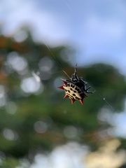 Gasteracantha cancriformis