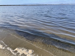 Heterosigma akashiwo