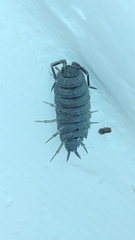 Porcellionidae