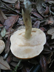 Leccinellum griseum