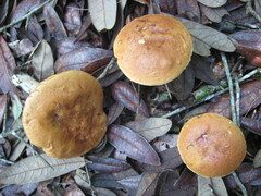 Leccinellum griseum