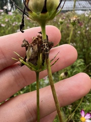 Coleomegilla maculata