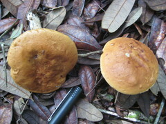 Leccinellum griseum