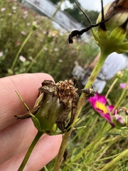 Coleomegilla maculata