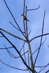 Pachyramphus castaneus