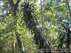 Dracaena fragrans