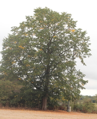 Tilia platyphyllos