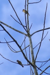 Pachyramphus castaneus