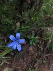 Tecophilaea violiflora
