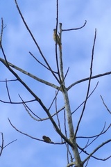 Pachyramphus castaneus