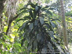 Dracaena fragrans