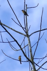 Pachyramphus castaneus