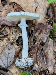 Amanita abrupta