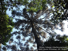 Araucaria angustifolia