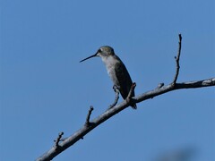 Archilochus alexandri