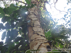 Piptadenia gonoacantha