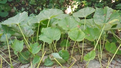 Parthenocissus tricuspidata